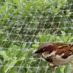 Safer Bird Net for Your Garden