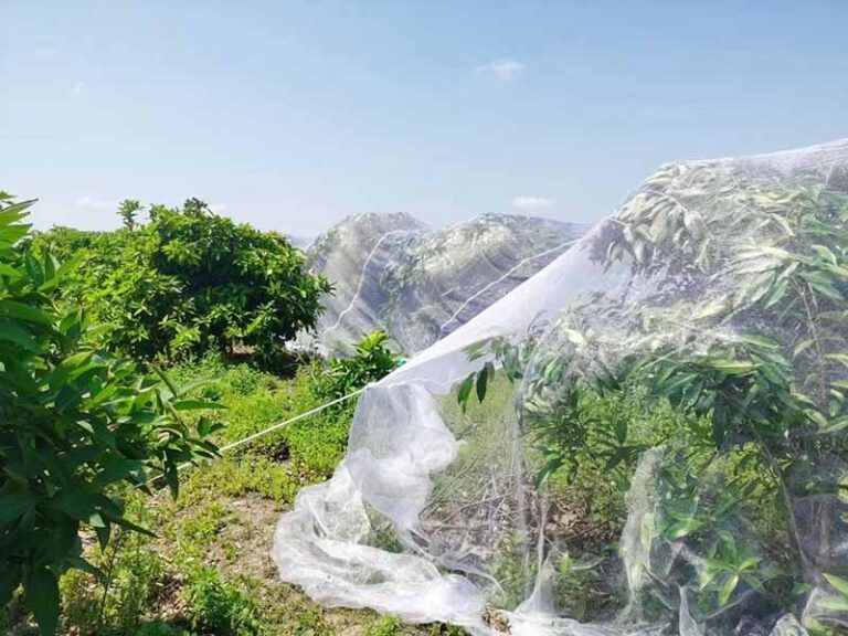 Fruit trees insect barrier