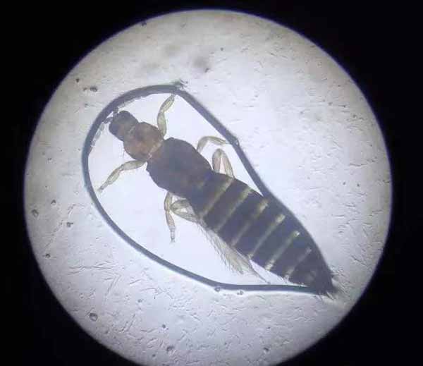 Thrips adults under microscope