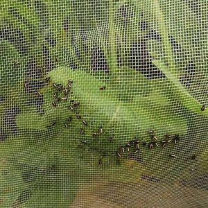 anti insect netting for shade house