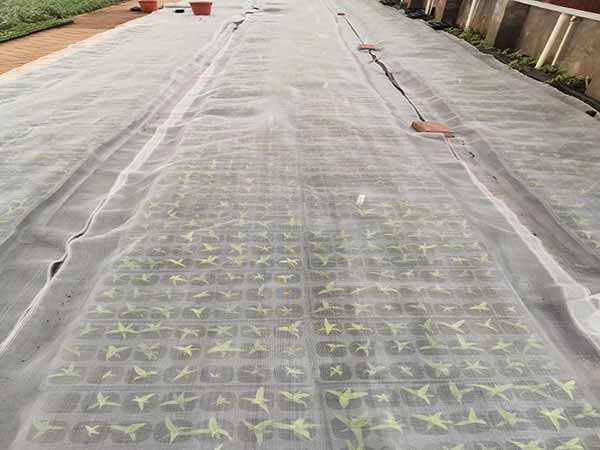 insect barrier net protect nurseries