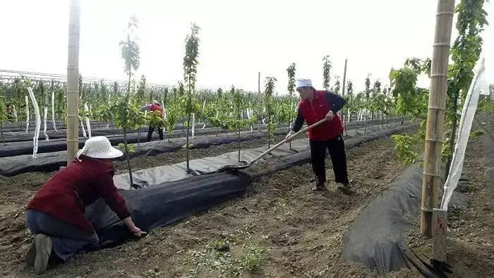 Gardeners laying anti weed membrane on fruit trees