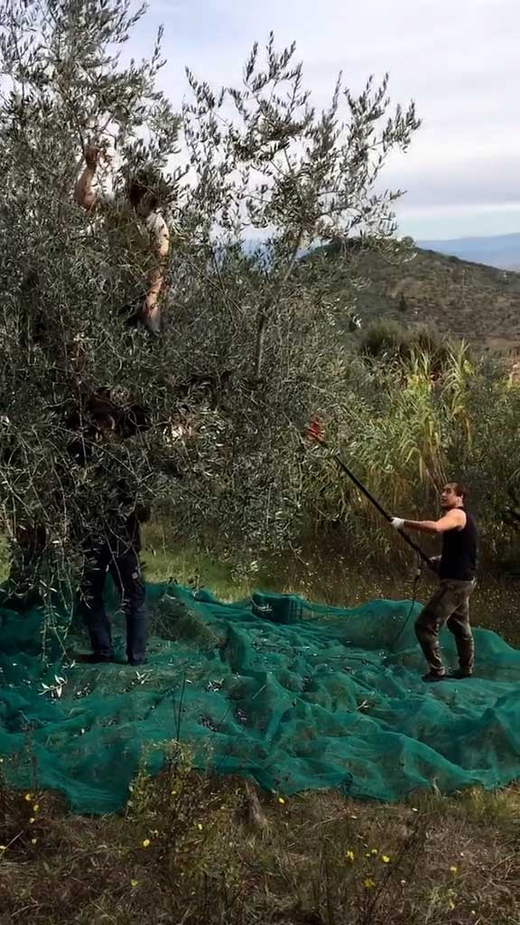Olive Harvesting Net