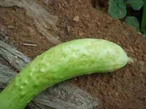 cucumber thrips