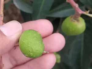 thrips in mango tender fruit
