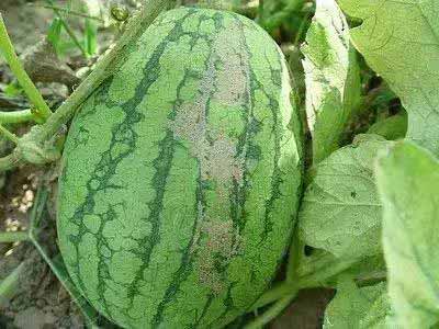 thrips in watermelon