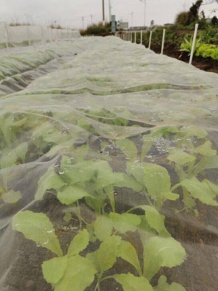 Insect barrier net provide shade for vegetable