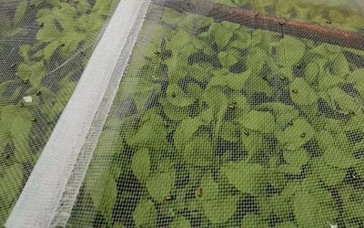 Aniti-insect-solutions