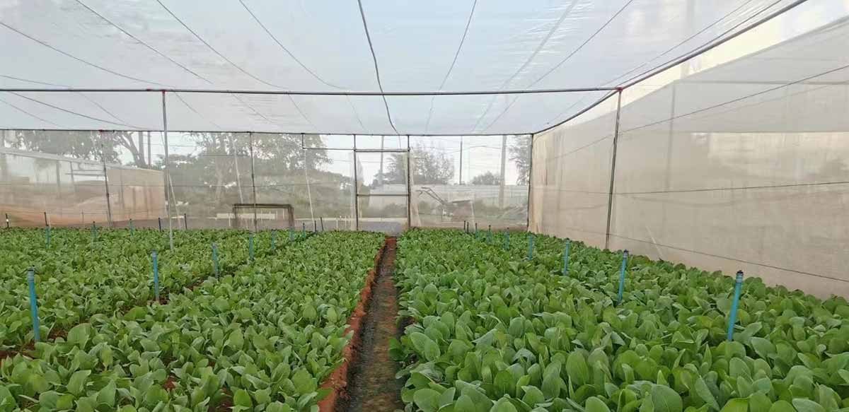 anti insect net used in greenhouse